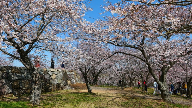 경상도 벚꽃 명소 추천