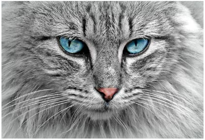 고양이 골골송의 의미 - 단순한 만족이 아닌 감정과 건강 신호