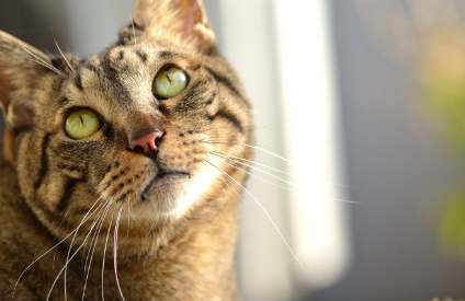 동공을 가늘게 하는 고양이.