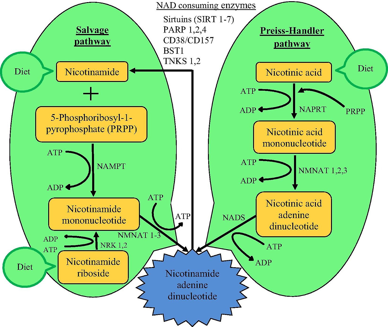 NMN이 관여하는 NAD+ 생합성 경로