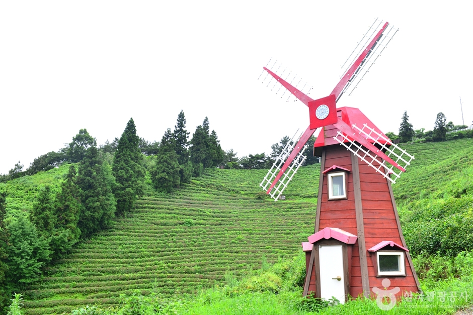 보성 차밭전망대