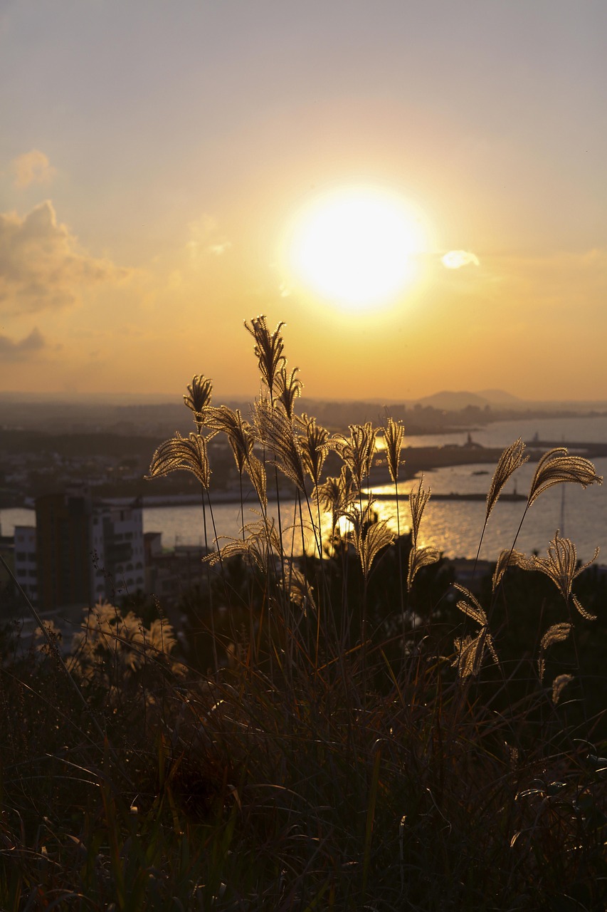 제주도 가을 억새