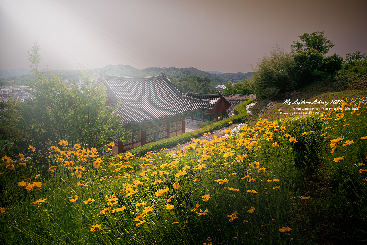 #여름 #사찰 #양귀비 #괴산 #불교 #꽃