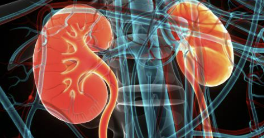 신장에 좋은 음식 신장 안좋으면 나타나는 현상 등 알아보기(24년 Ver)