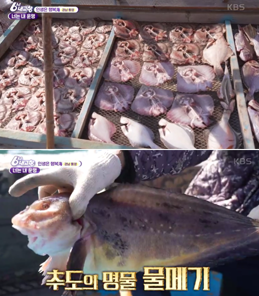 등너머민박-말린생선-물메기