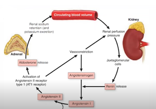 고혈압 약 종류