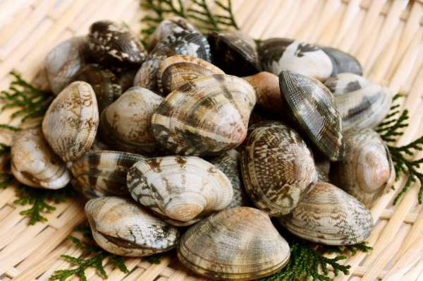 4월제철 바지락