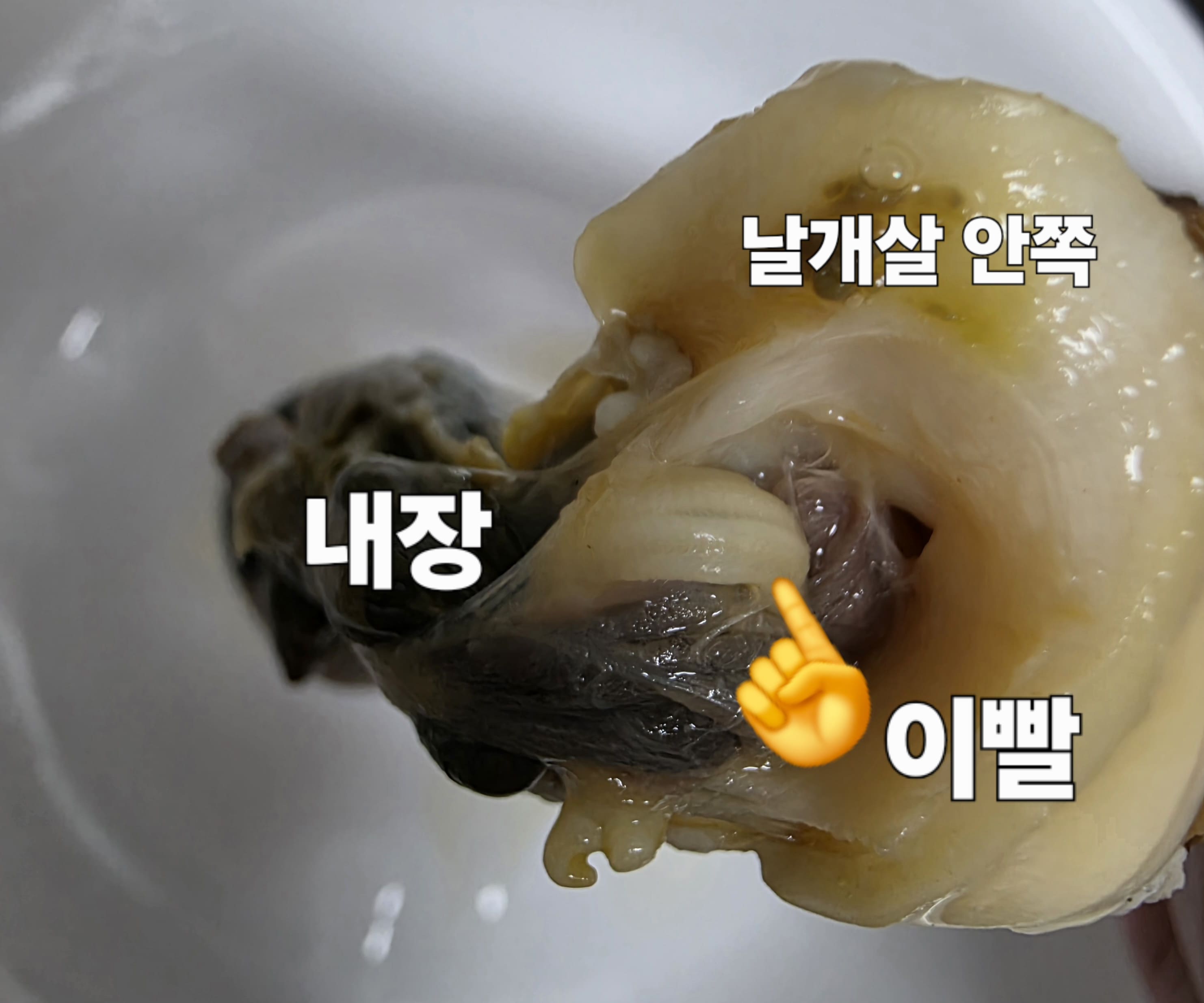 뿔소라-삶는법-안내-날개살을-위로-젖히면-내장을-쉽게-제거할-수-있는데요.-날개살-안쪽을-보면-작은-이빨-같은-부분이-보이는데,-뿔소라의-검정색-부분-속-틈에-손가락을-넣어-살짝-긁어주면-이빨도-쉽게-제거됩니다.