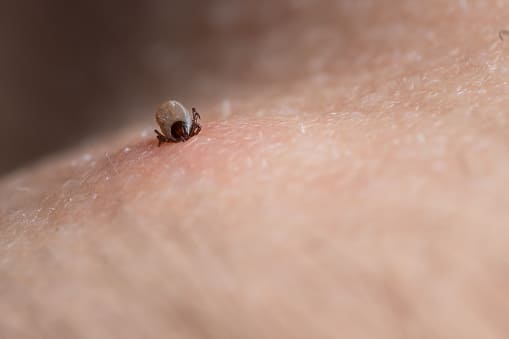 좀벌레 유충 없애는 법 생기는이유 퇴치약 트랩