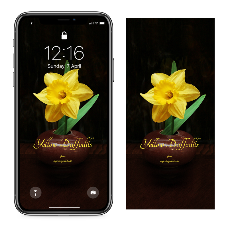 09 노란색 수선화 한송이 검정배경 C - Yellow Daffodils 아이폰봄배경화면