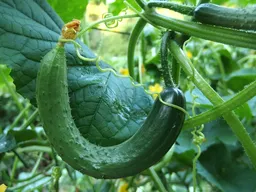 여름철 온열질환 예방법