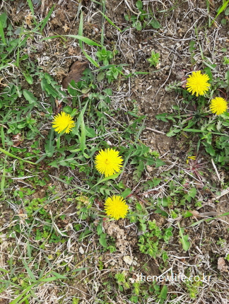 봄 들판에 피어난 신선한 노란 민들레꽃