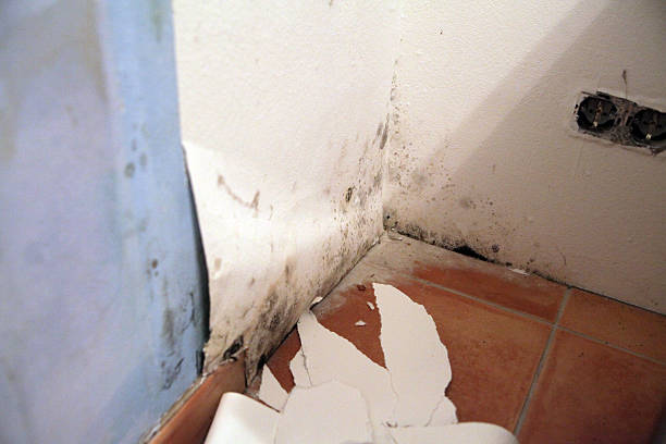 곰팡이 제거 후 재발 방지하는 노하우