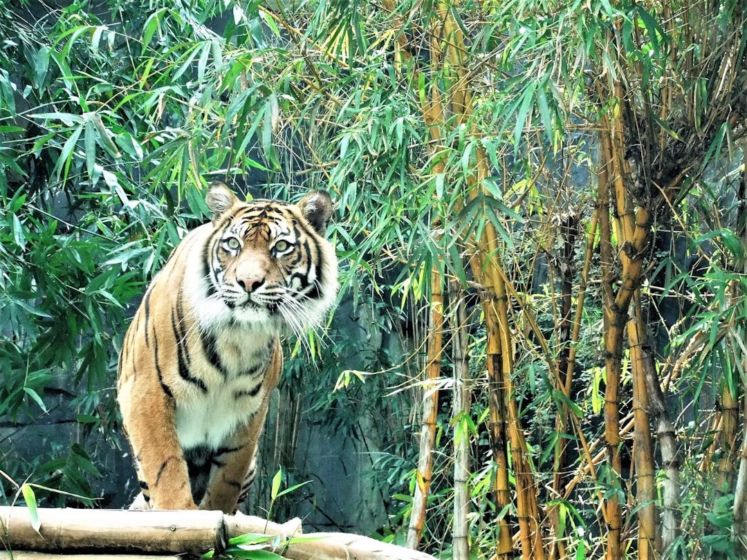 Kia Tigers