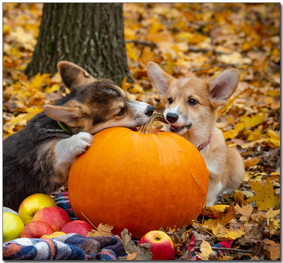 호박으로 장난치는 웰시코기 두마리