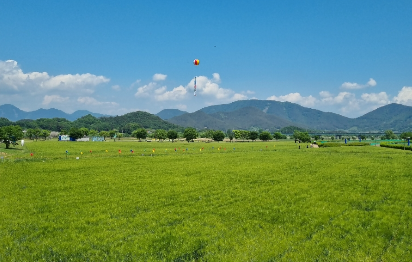 청보리