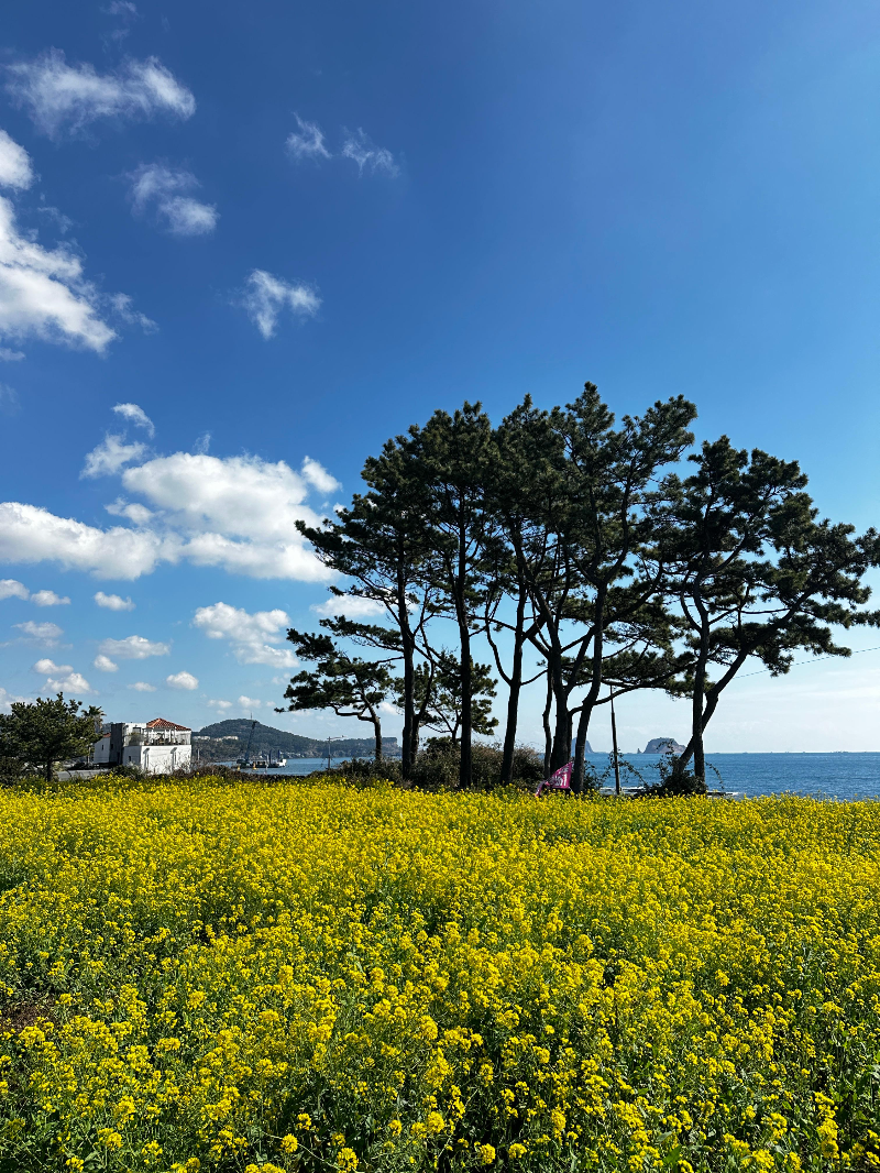 제주 유채 꽃 명소 제주도 아름다운 유채꽃 추천 장소 중 1위