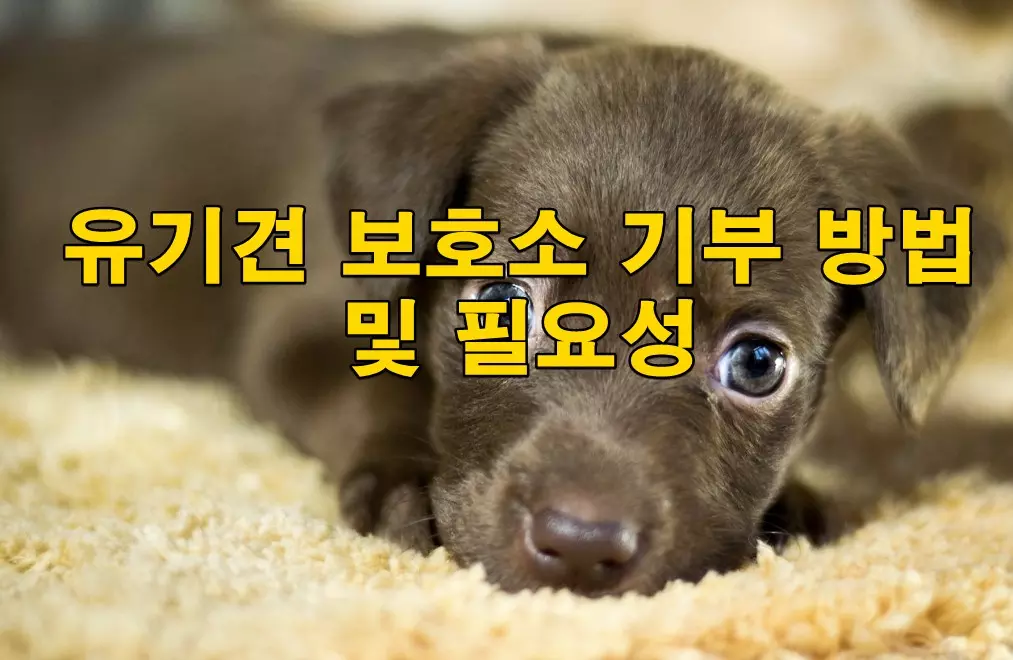 유기견 보호소 기부 방법 및 필요성