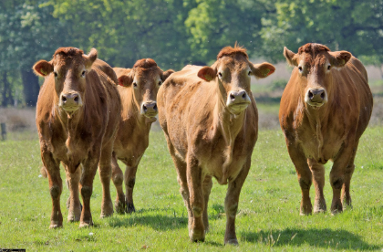 2025년 6월 소띠(丑띠) 생년별 운세