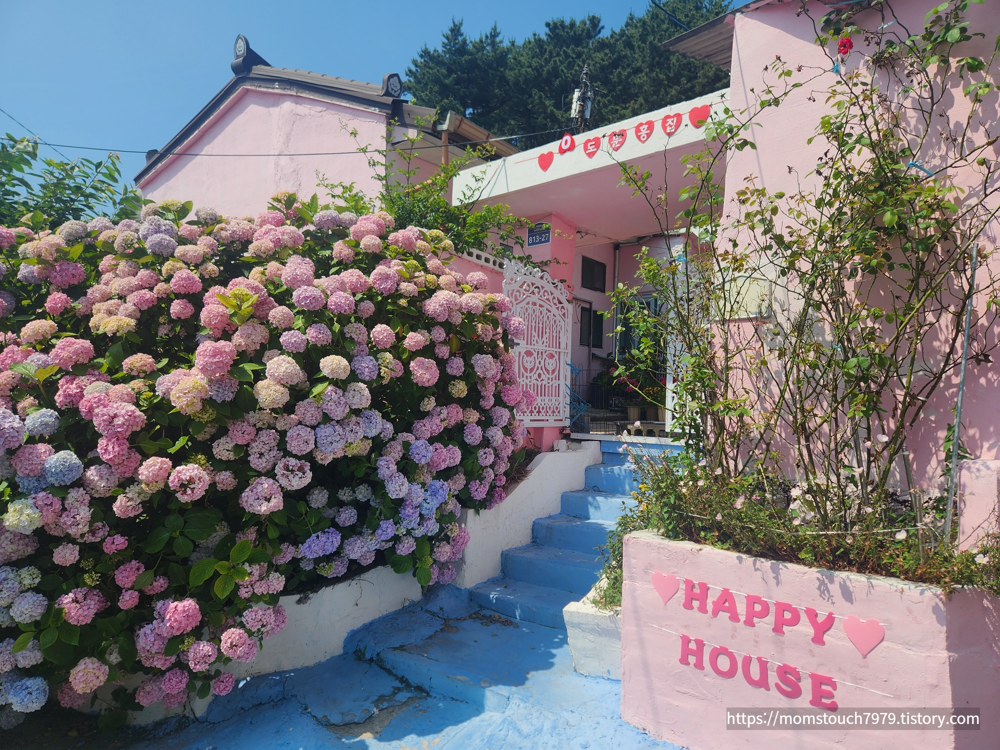 영도 분홍집 수국