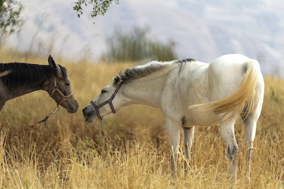 2026년 말띠 운세 총정리｜재물운&middot;직장운&middot;인간관계운 완벽 해석