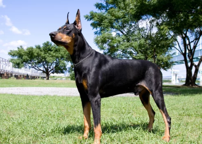 도베르만 핀셔 사진/ 출처:어도비스톡