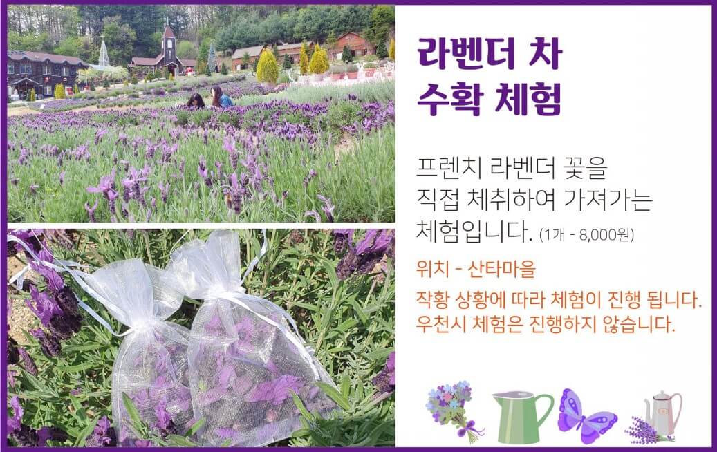 2025년 포천 허브아일랜드 라데봄 축제 완전 정복 가이드! 라데봄 축제 라벤더&amp;#44; 데이지 그리고 봄
