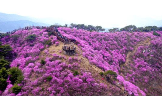 강화 고려산 진달래축제 등산코스 주차 가볼만한곳