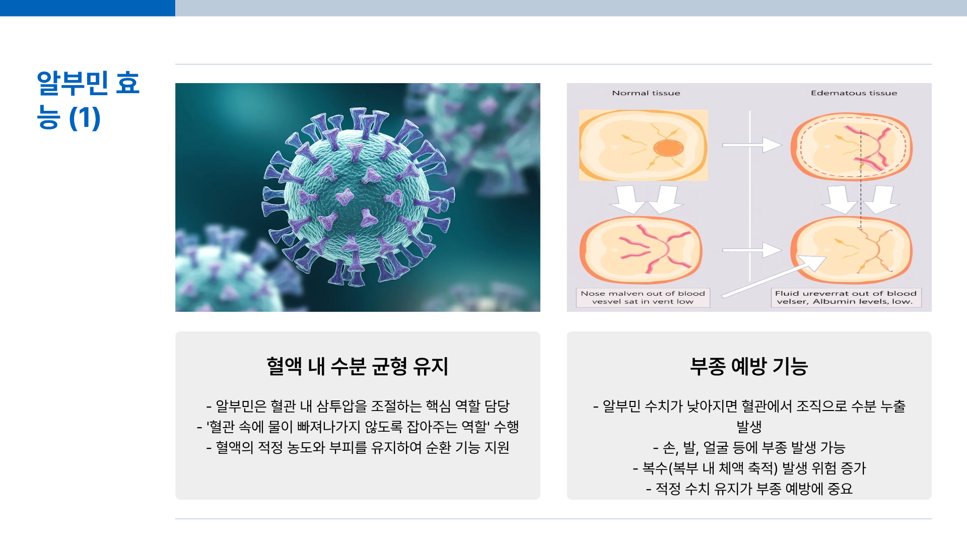알부민의 효능 | 알부민 영양제 | 알부민 복용 | 알부민 수치 등 알부민의 모든 것 총정리(충격적 진실 포함)