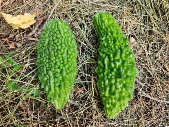 여주 가볼만한곳 베스트10 완벽 관광 가이드_17