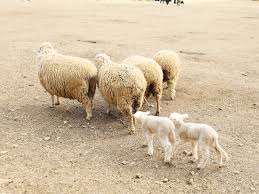 남해 가볼만한곳 베스트: 상상양떼목장 편백숲