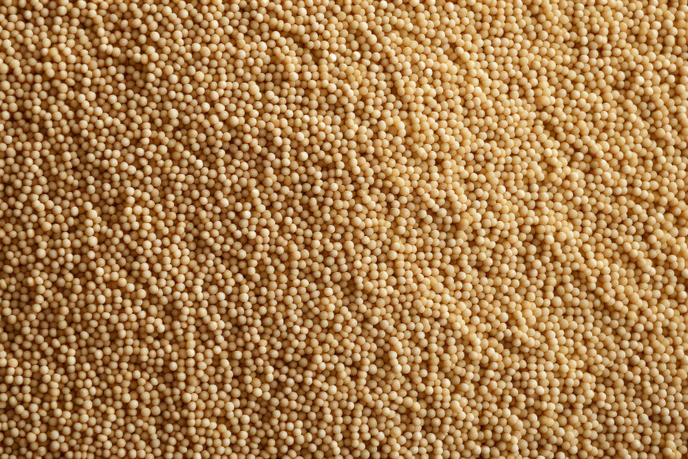 퀴노아는 사실씨앗이다.