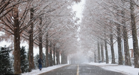 진안 부귀 메타세콰이어길 겨울