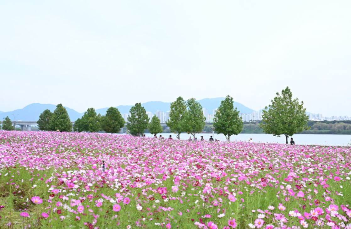 축제 장소 안내