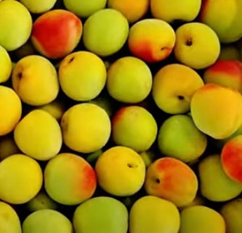 [황금레시피] 매실청 담그기, 담그는법, 만들기, 만드는법