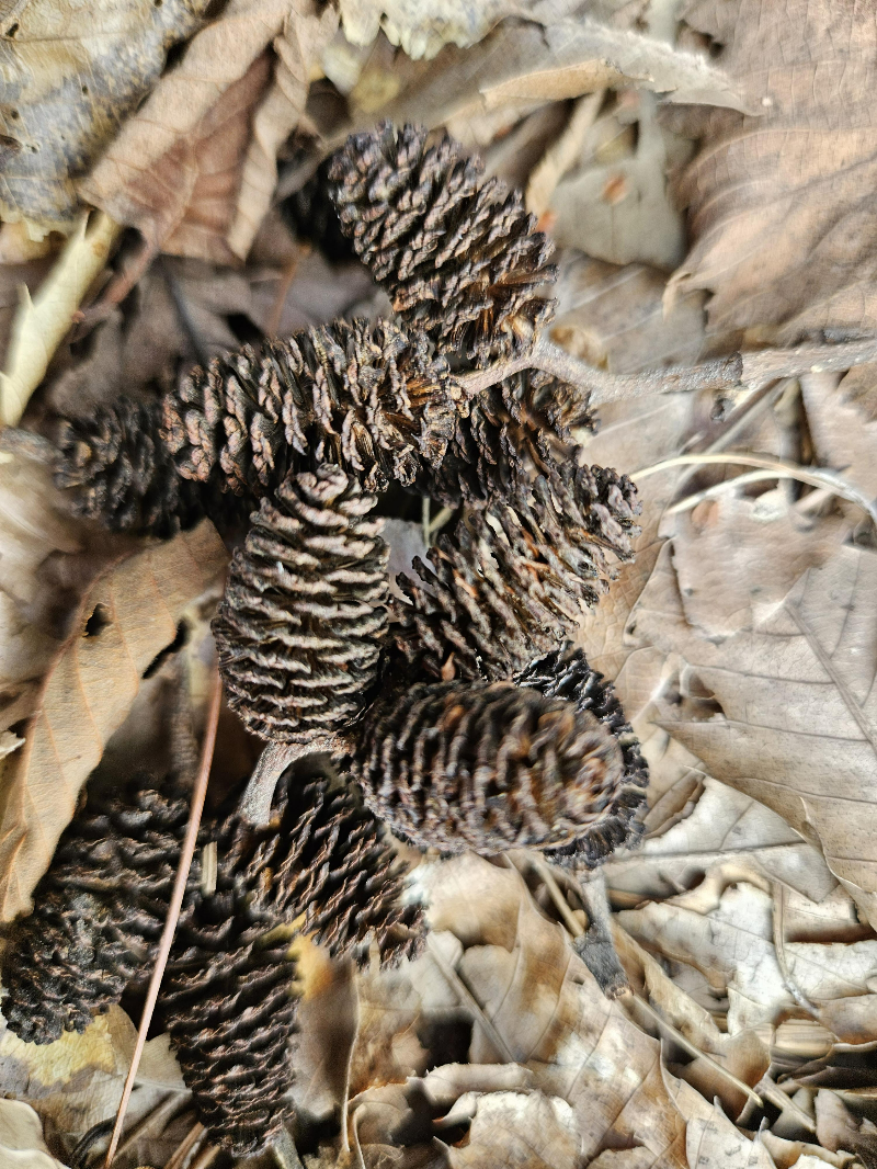 물오리나무 열매2