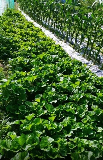 아욱 재배 텃밭 초보 직파 심기 병충해 적음_8