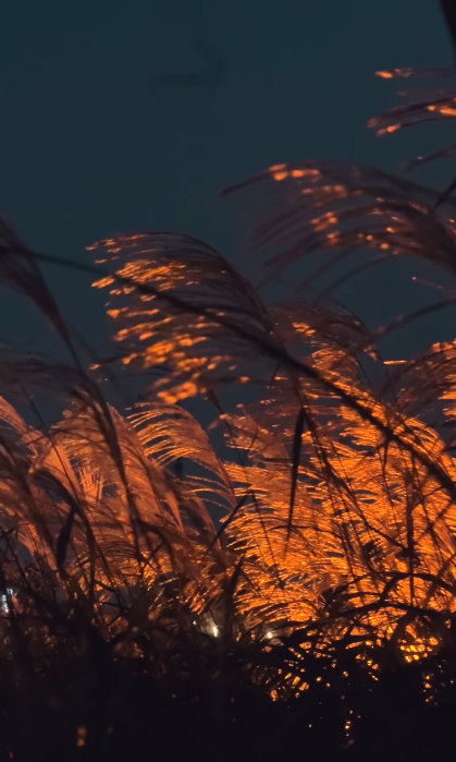 하늘공원-억새축제-서울정원박람회