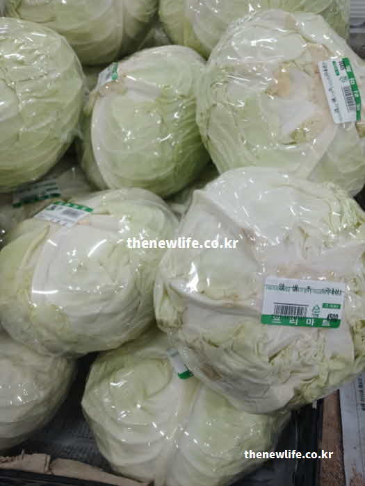 양배추 효능 부작용 과민성 대장 증후군