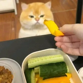 &amp;quot;고양이