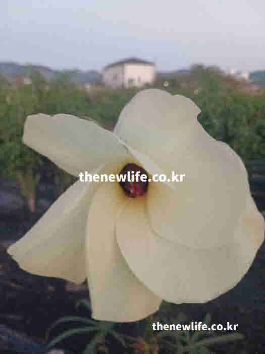 금화규 효능 갱년기 증상 완화
