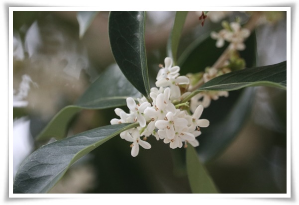 &quot;금목서와 은목서&quot; 한 번 맡으면 잊을 수 없는 가을 꽃의 향기!