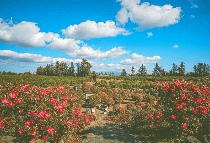 2023 마노르블랑 동백축제