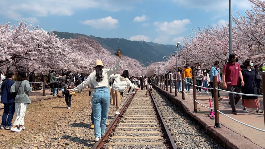 벚꽃 절정 시기 맞춰 가는 2025 진해 군항제 여행 TIP