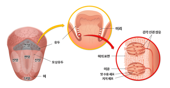혀의 맛 위치와 기능 사진