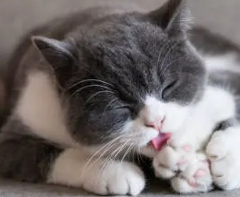 고양이가 너무 핥은 이유와 대처법