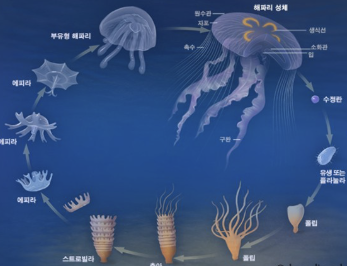 해파리에 쏘였을 때 대처법 경험담과 응급처치 방법