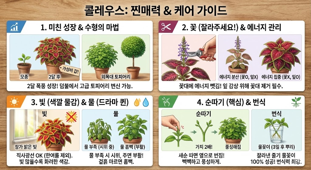 외목대 콜레우스 만들기