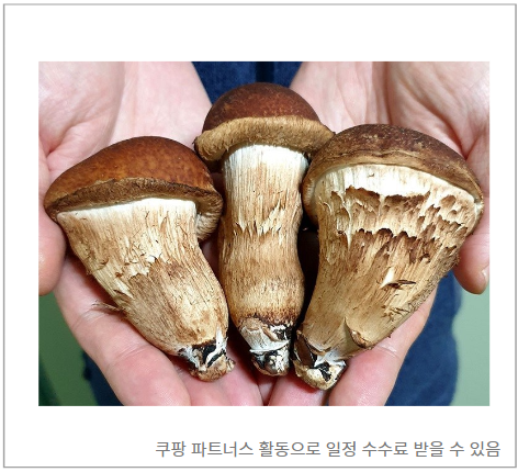 참송이버섯