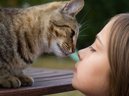 서로 바라보는 코의 빨간 고양이와 여자아이.